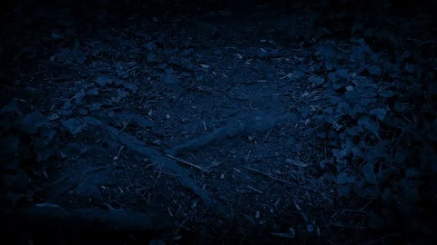 Moving Over Forest Path At Night Stock Footage 80069318