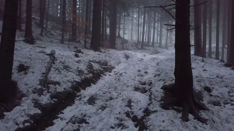 Moving over forest road in misty winter day. Mysterious way in forest Stock Footage 84181880