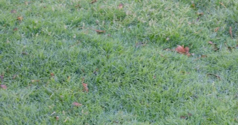 Moving over green grass 스톡 동영상 116795384
