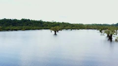 Moving over an inundated area of the Amazon rainforest, a nature background Stock Footage 169943564