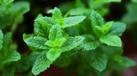 Moving over mint herbs Stock Footage