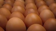 Moving Over Rows Of Eggs Macro Stock Footage