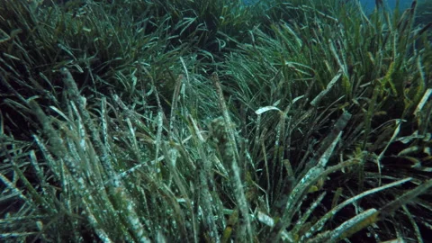 Moving over sea grass bed off Sardinia 스톡 동영상 131051750