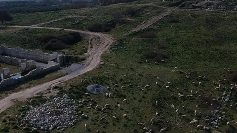 Moving over the sheeps grazing at the ancient city Miletus Stock Footage 103896208