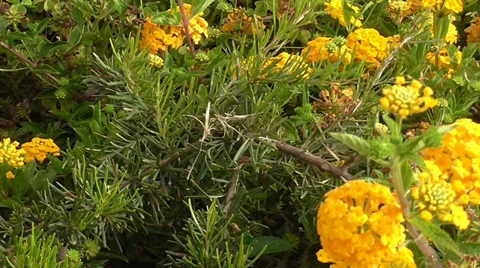 Moving over the small orange flowers Stock Footage 39477309