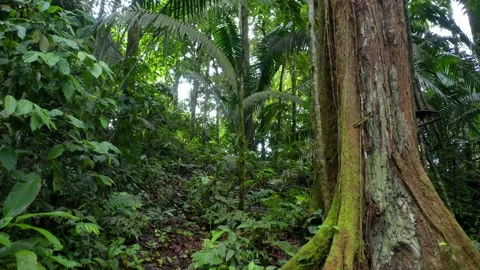 Moving over a small trail in a tropical forest with large trees Stock Footage 160317357