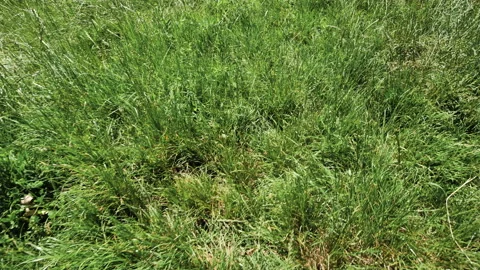 Moving over summer meadow Stock Footage 134859901