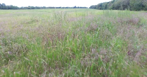 Moving over the Tops of Grassy Fields and Into the Air Video stock 56269591