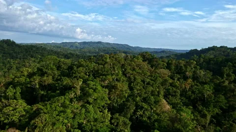 Moving over a tropical forest canopy of a beautiful day Stock Footage 236774805