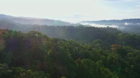 Moving over a tropical forest canopy with fog covering the valley Stock Footage 236774916