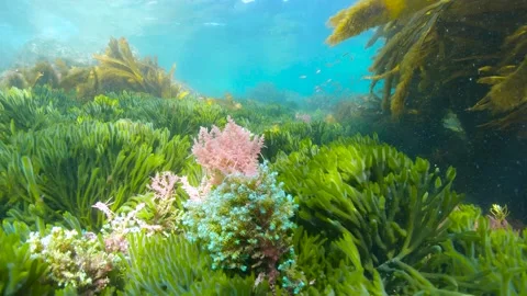 Moving over various algae seaweeds underwater in the Atlantic ocean Stock Footage 172250307