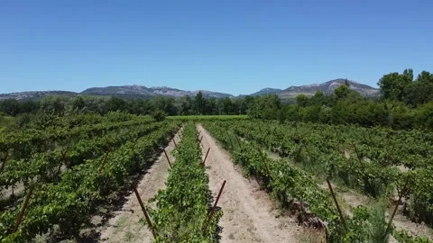 Moving over vineyard to Vaucluse Mountains in distance drone Stock Footage 250248873