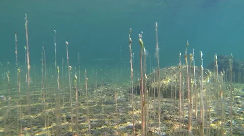 Moving over water lobelia vegetation Stock Footage 44202808