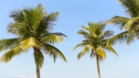 Moving palm coconut trees, blue sky Video stock 91472560