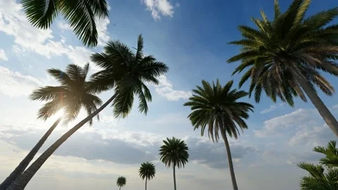 Moving palm tree on the blue, sunset sky from below perspective Stock Footage 232289565