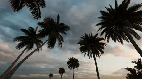Moving palm tree on the blue, sunset sky from below perspective Stock Footage 239663568