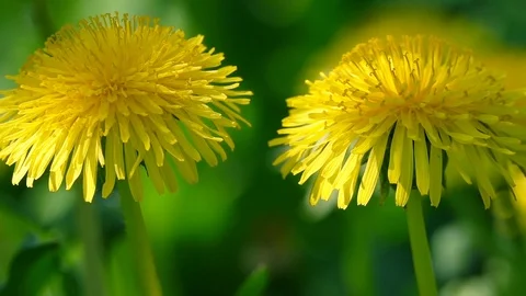 Moving panning background with big blooming heads of dandelions on blur grass Vidéo 124055045