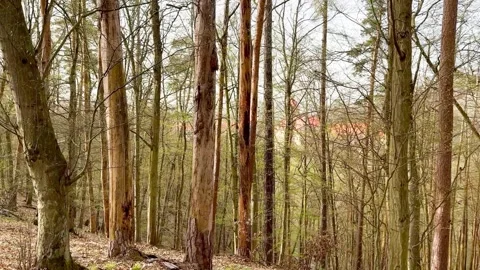 Moving Panoramic View Of Trees In The Forest. Barely Noticeable Castle Building. Stock Footage 270522113