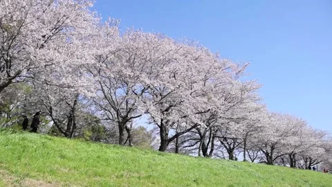 Moving Parallel to the Cherry Blossom Avenue to the Right Stockbeeldmateriaal 332547595
