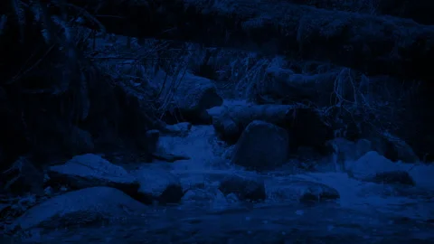 Moving Past A Stream In The Forest At Ni... | Stock Video | Pond5