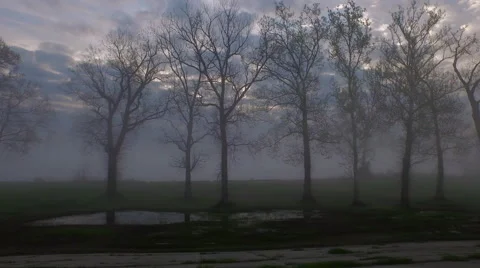 Moving past trees on wet grass on a hazy day, Baton Rouge, LA, Aerial Stock-Footage 53370380