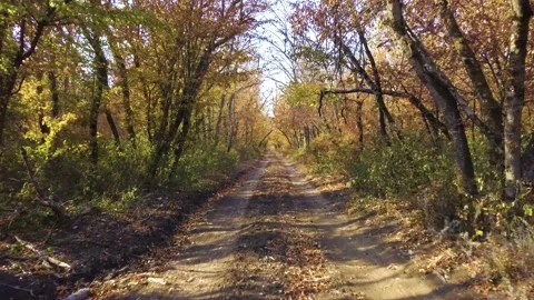 Moving on a path or dirt road in forest in yellow autumn Stock Footage 142248661