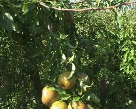 Moving pear shot Stock Footage 134199