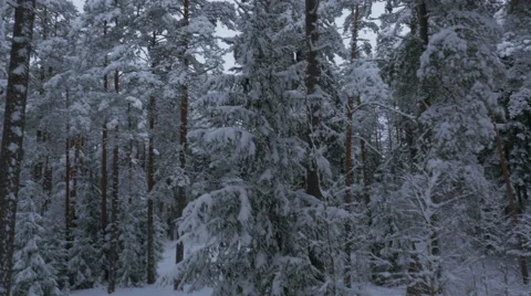 Moving up in Pine Forest Covered with Snow at Winter Time. Video stock 65414671