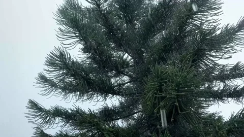 Moving The pine spruce slanted because of strong wind heavy rain and raindrops Stock Footage 221214216