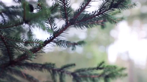 Moving pine tree Stock Footage 141511071
