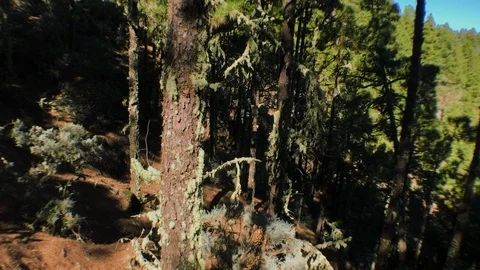 Moving pine trees 2 Stock Footage 101790023