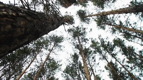 Moving Pine Trees In Coniferous Forest. Slider Shot. Video stock 39226358