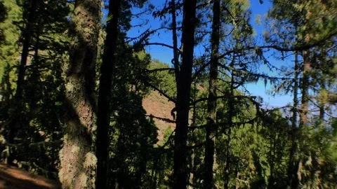 Moving pine trees Stock Footage 101831186