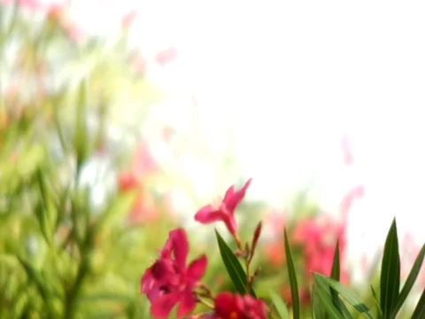 Moving Pink Flower Background Stock Footage 106275723