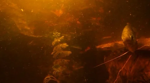 The moving plant and the fish in dim water in my aquarium Stock Footage 47450850