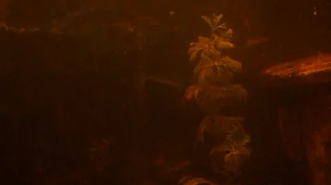 The moving plant Stock Footage 47450676