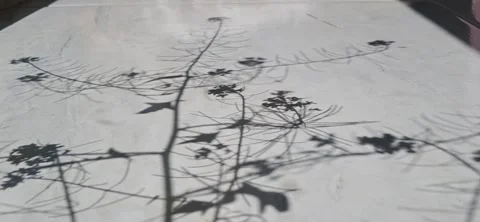 Moving plant shadows on surface Stock Footage 337127466