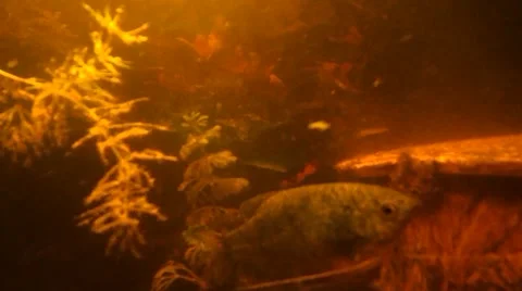The moving plants and the moving fish Stock Footage 47450865