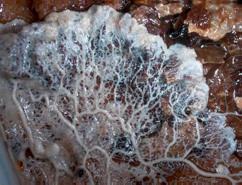 A moving plasmodium of a slime mold on a substrate Stock Photos