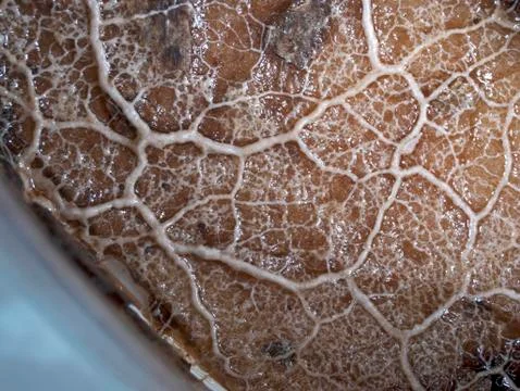 A moving plasmodium of a slime mold on a substrate Stock Photos