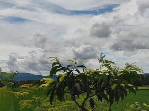 Moving point of view of rice field in Yogyakarta, Indonesia Stock Footage 197532181