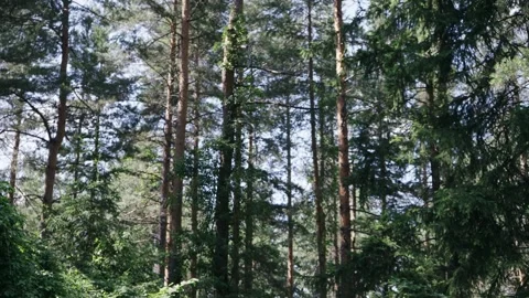 Moving pov along pine trees in forest with soft gold sunset sunlight in backg Stock Footage 330100149