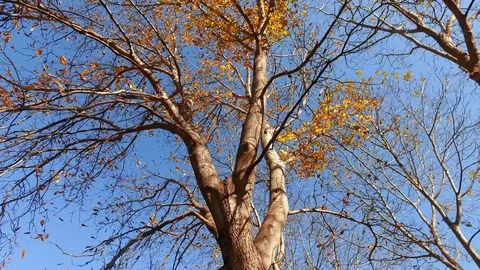 Moving pov under fall three. Beautiful Autumn Golden Leaves branches Stock Footage 71449169