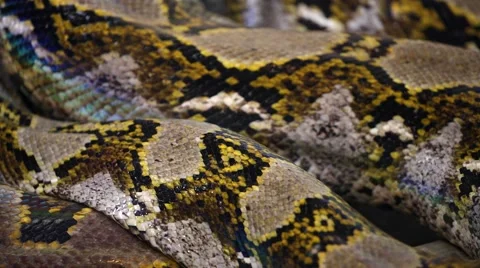 Moving python snake skin close-up background Stock Footage 64946168