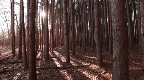 Moving quickly from left to right in woods of tall pines Stock-Footage 48908524