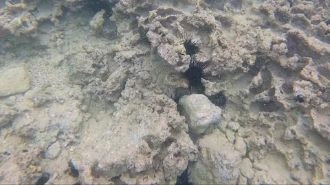 Moving quickly over a shallow rocky area with many sea urchins in Oahu, hawaii Stock Footage 92505918