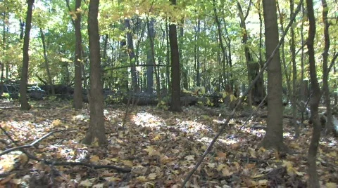 Moving Quickly Through Forest 库存影片 281626