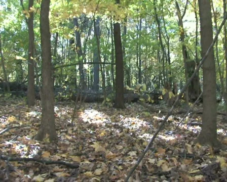 Moving Quickly Through Forest Stock-Footage 284558