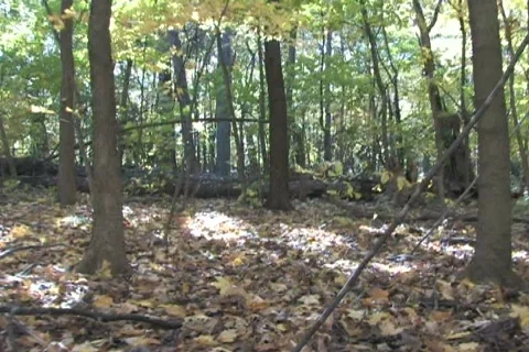 Moving Quickly Through Forest Stock Footage 285063