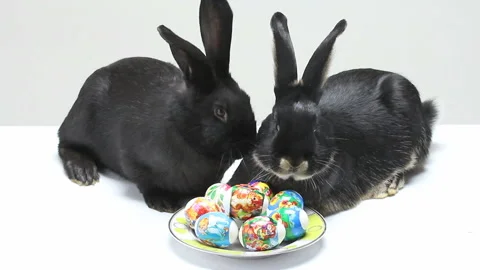 Moving rabbits and Easter eggs Stock Footage 86293536
